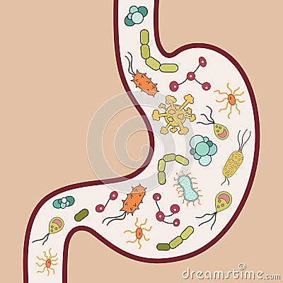 Human stomach with viruses and bacteria Vector Illustration