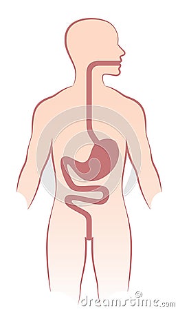 Human stomach Vector Illustration