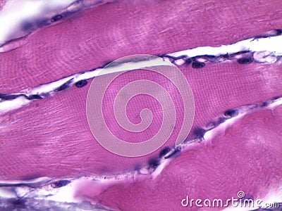 Human striated muscle under microscope Stock Photo