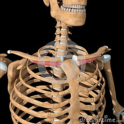 Human subclavius muscles on skeleton Cartoon Illustration