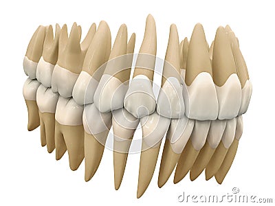 Human teeth. Anatomy correct occluded dental arch. 3D illustration of the human dental arcade. Correct human teeth occluded. Anato Cartoon Illustration
