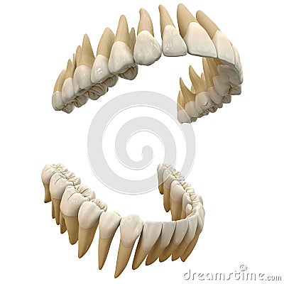 Human teeth. Anatomy correct open dental arch. 3D illustration of the human open dental arcade. Correct human teeth. Anatomical r Cartoon Illustration
