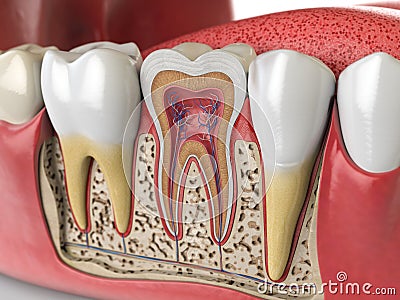 Human teeth anatomy. Cross section of human tooth Cartoon Illustration