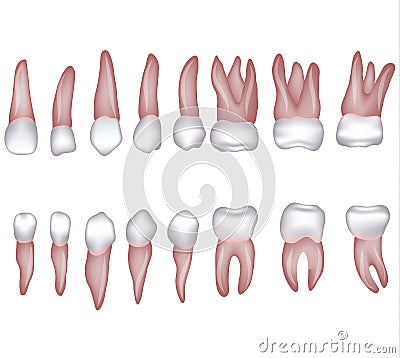 Human teeth illustration Vector Illustration