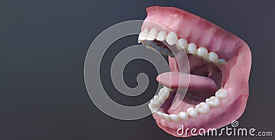 Human teeth, open mouth. Medically accurate tooth 3D illustration Cartoon Illustration