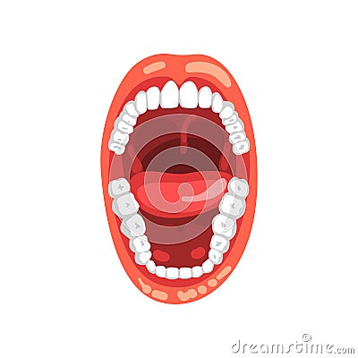 Human teeth, open mouth vector Illustration on a white background Vector Illustration