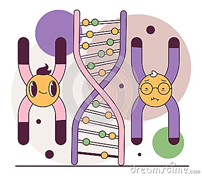 Human telomeres shortening. Cellular level of aging. Time-dependent Vector Illustration