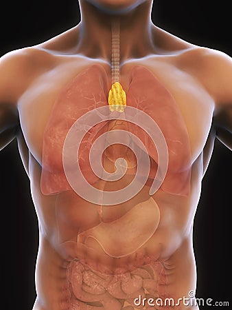 Human Thymus Anatomy Stock Photo