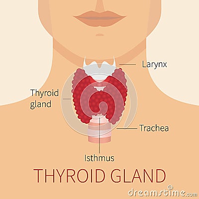 Human thyroid gland diagram Cartoon Illustration