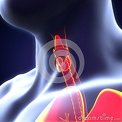 Human Thyroid Gland Stock Photo