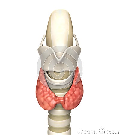 Human Thyroid Gland Stock Photo