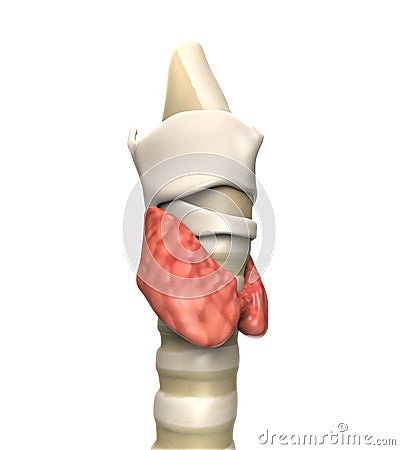 Human Thyroid Gland Stock Photo