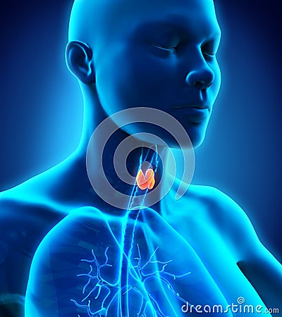 Human Thyroid Gland Stock Photo