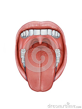 Human tongue anatomy Cartoon Illustration