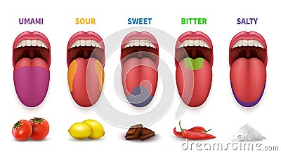 Human tongue basic taste areas. Smack map in mouth sweet, salty, sour, bitter and umami vector diagram isolated on white Vector Illustration