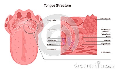 Human tongue structure. Muscular organ with papillae, taste receptors Vector Illustration