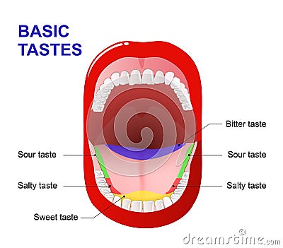 Human tongue Vector Illustration
