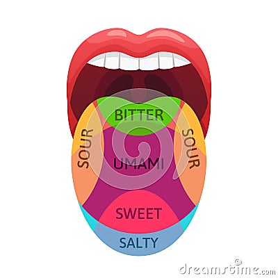 Human tongue taste zones. Sweet, bitter and salty tastes receptors. Tasting areas, umami and sour diagram cartoon vector Vector Illustration