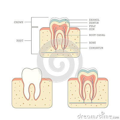 Human tooth anatomy Vector Illustration