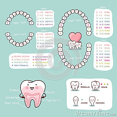 Human tooth cartoon anatomy chart Vector Illustration