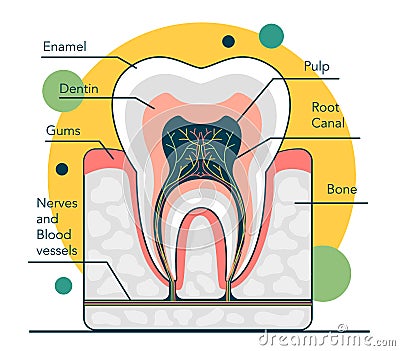 Human tooth structure. Cross section scheme representing tooth layers Cartoon Illustration