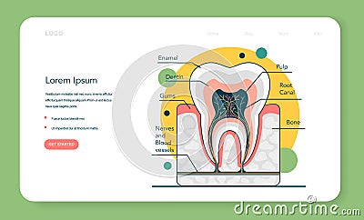 Human tooth structure. Cross section scheme representing tooth layers Vector Illustration