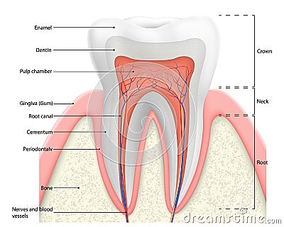Human tooth structure vector diagram. The anatomy of the tooth. Cross section scheme representing tooth layers enamel, dentine, Vector Illustration