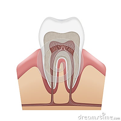 Human tooth structure Vector Illustration