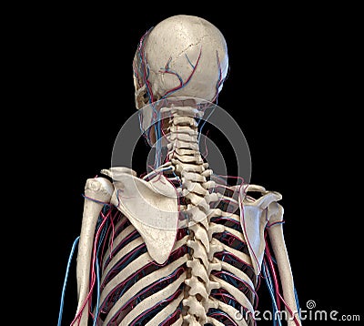 Human torso anatomy. Skeleton with veins and arteries. Back perspective view Cartoon Illustration