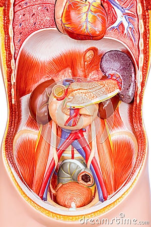 Human torso model with organs Stock Photo