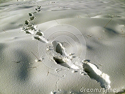 Footprint of human on snow Stock Photo