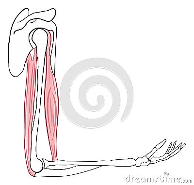 Human upper limb anatomical diagram Vector Illustration