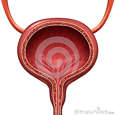 Human Urinary Bladder Cartoon Illustration