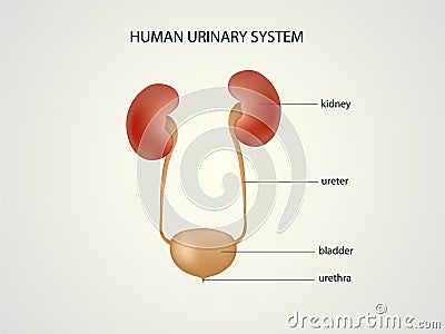 Human urinary system Vector Illustration