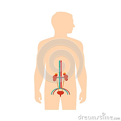 human urinary system anatomy, Vector Illustration