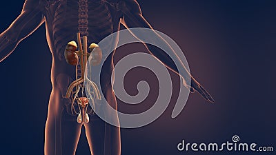 Male urinary and reproductive system 3D illustration Stock Photo