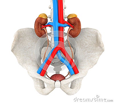 Human Urinary System Illustration Stock Photo
