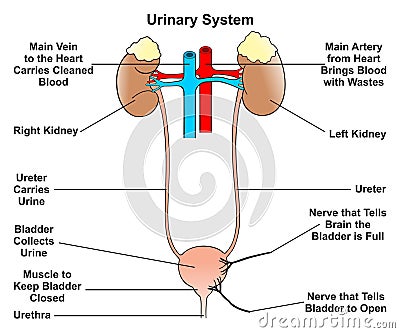 Human urinary system infographic diagram Vector Illustration