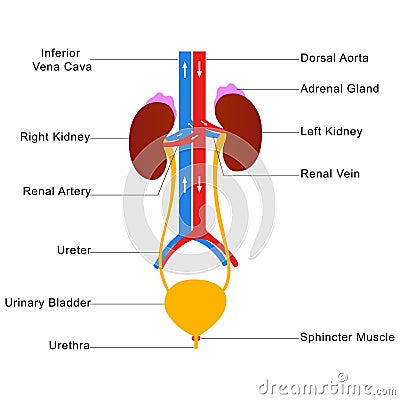 Human urinary system labelled diagram Vector Illustration