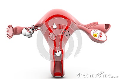 Human Uterus and ovaries Stock Photo