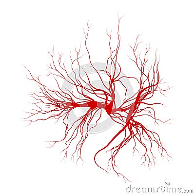 Human veins, red blood vessels design. Vector illustration on white background Vector Illustration