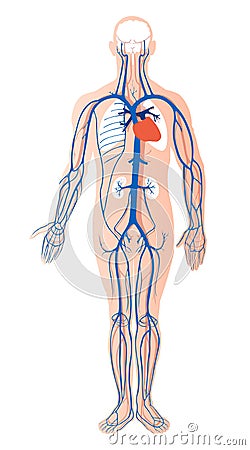 Full body organs diagram