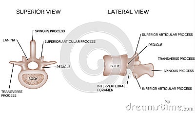 Human Vertebral Bones With Description Royalty Free Stock Images