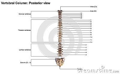 Human vertebral column Stock Photo