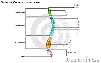 Human vertebral column Stock Photo