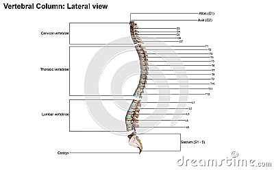 Human vertebral column Stock Photo