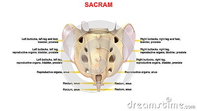 Human Vertebral column bone Sacrum Stock Photo