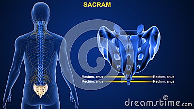 Human Vertebral column bone Sacrum Stock Photo