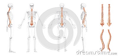 Human vertebral column front back side view with partly transparent skeleton position, spinal cord, thoracic lumbar Vector Illustration