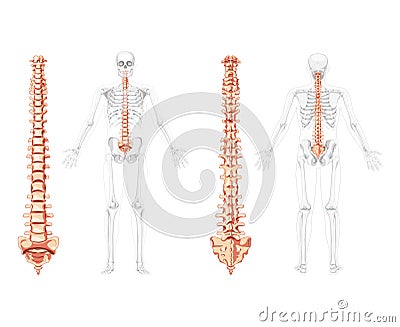 Human vertebral column in front, back with skeleton position, spinal cord, cervical, thoracic and lumbar spine, sacrum Vector Illustration